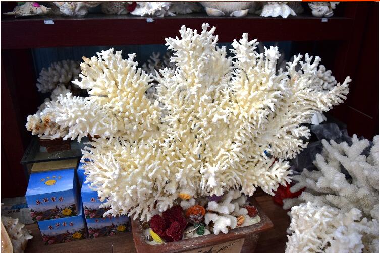 精美的珊瑚藝術(shù)品--千年珊瑚萬年紅(七)