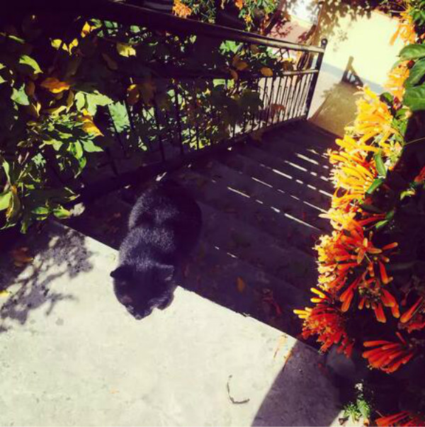 蒼山腳下的民宿，古城內貓三家清靜四合小院民