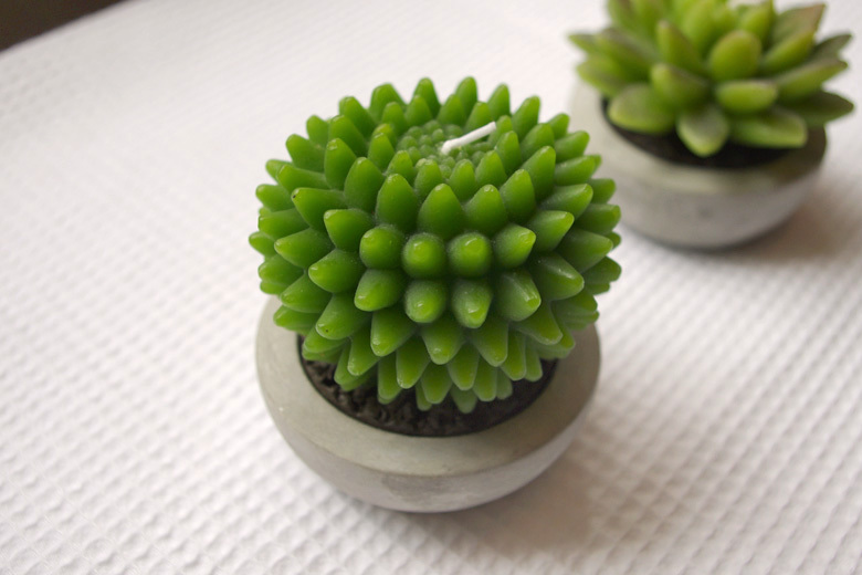 促進(jìn)夫妻關(guān)系的植物，你有沒(méi)有放在房間里？