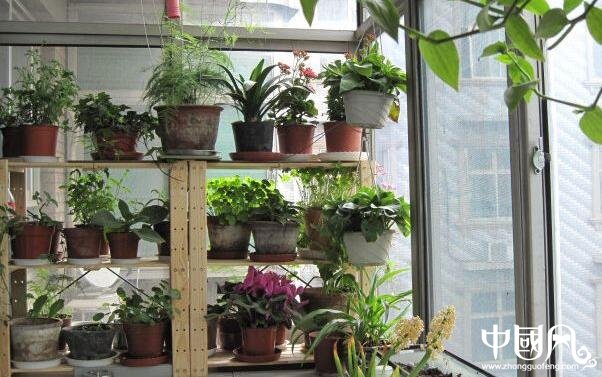 陽臺種什么植物風(fēng)水好