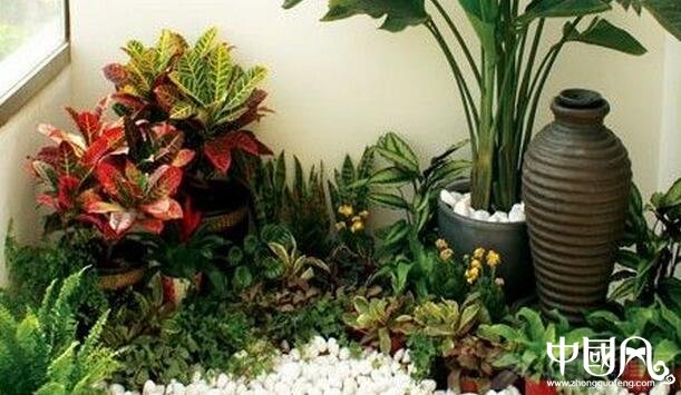 陽臺種什么植物風(fēng)水好