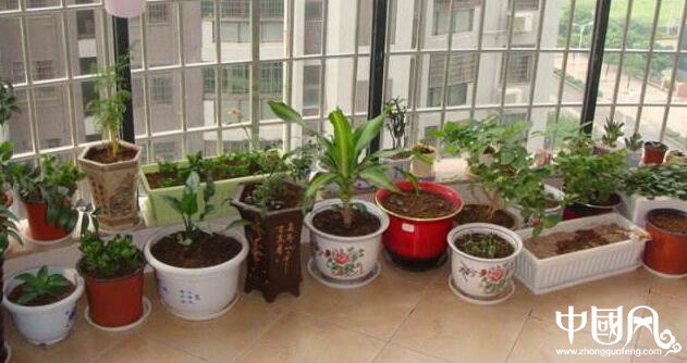 陽臺(tái)的風(fēng)水植物講究