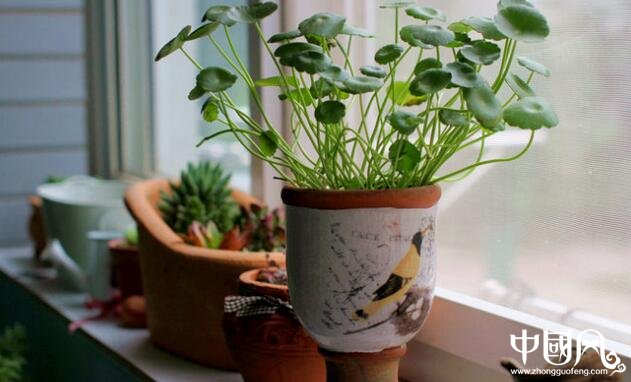 陽臺(tái)的風(fēng)水植物講究