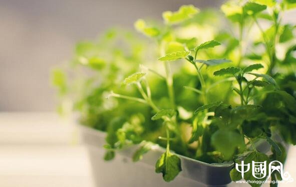 家庭的植物風(fēng)水