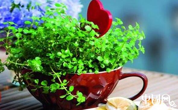 家居鐵樹植物風水