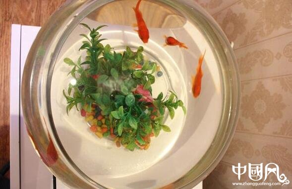 家中擺設(shè)魚缸的風水講究