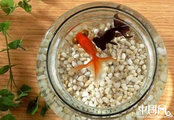 室內(nèi)的魚缸風水講究