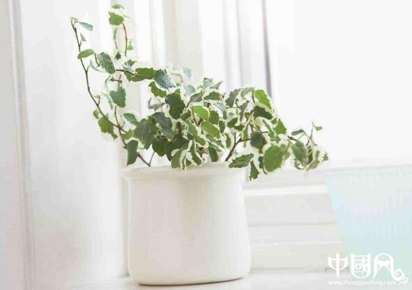 家居綠植風水知識