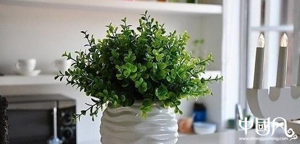 家居中的室內植物風水