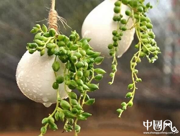 書房養(yǎng)盆栽松樹風(fēng)水