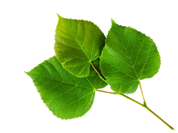 震驚?。。≈参镆材苷刑一ㄟ\(yùn)?。?！