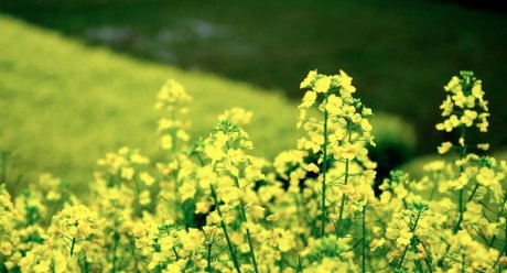 夢(mèng)回西江，南昌，廬山，婺源