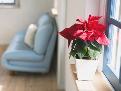 學習風水學，房間植物也有風水講究