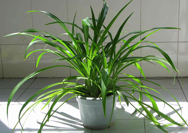 房間放什么植物風(fēng)水好？風(fēng)水學(xué)告訴你