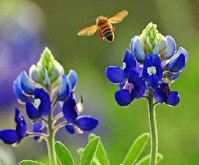 最美風(fēng)景《魯冰花》，送給母親的花！