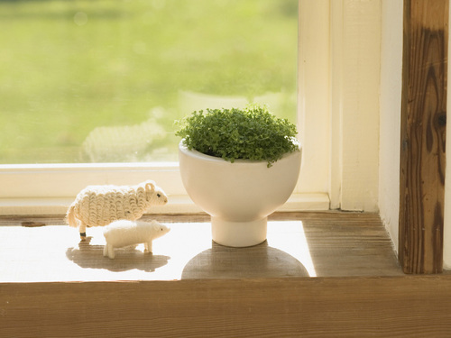 房間擺放什么植物好？風(fēng)水學(xué)來幫你