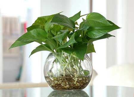 學習風水學，房間風水植物擺設宜忌全掌握！