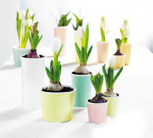 學(xué)習(xí)風(fēng)水學(xué)，get到兒童房間植物擺設(shè)風(fēng)水！