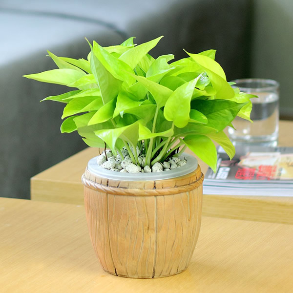 讀懂風(fēng)水學(xué)，get兒童房的風(fēng)水植物講究！