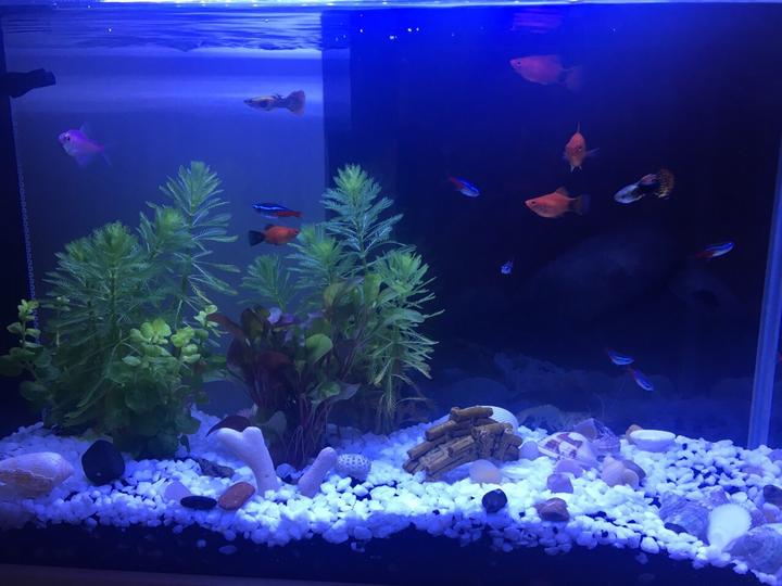 震驚！?。〖揖郁~缸也有風水禁忌?。。? / data-3drn=