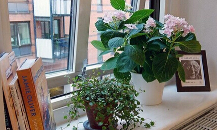 學習風水學，書房植物擺放風水禁忌全知道