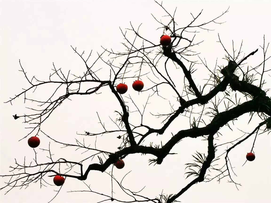 莫干山·趣舍一棵樹(shù)，置身山中與山林萬(wàn)物相連