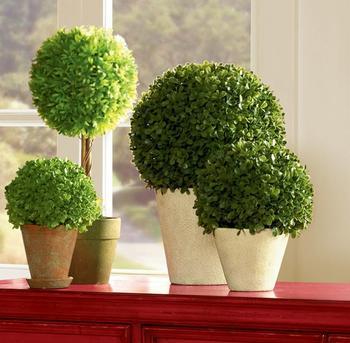 這些室內(nèi)擺放植物的風(fēng)水禁忌，你知道嗎？