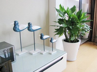 學(xué)習(xí)風(fēng)水學(xué)，客廳擺設(shè)植物風(fēng)水禁忌全get！