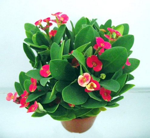 學(xué)習(xí)風(fēng)水學(xué)，讓你知道哪些風(fēng)水禁忌不能犯！