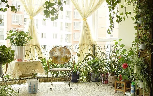 學(xué)習(xí)風(fēng)水學(xué)，陽臺植物風(fēng)水禁忌全get！