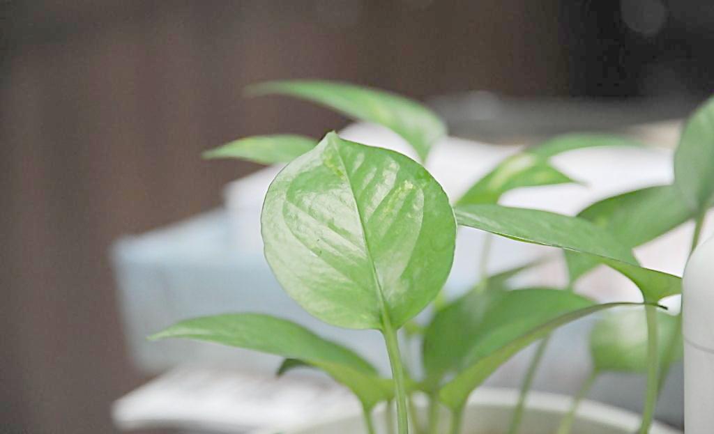 辦公室植物也有風(fēng)水禁忌？？？