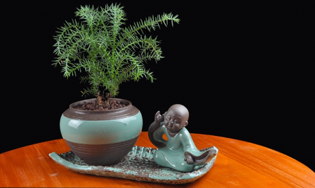 澳洲杉綠植組合盆景，四季常青樹禪意盆景