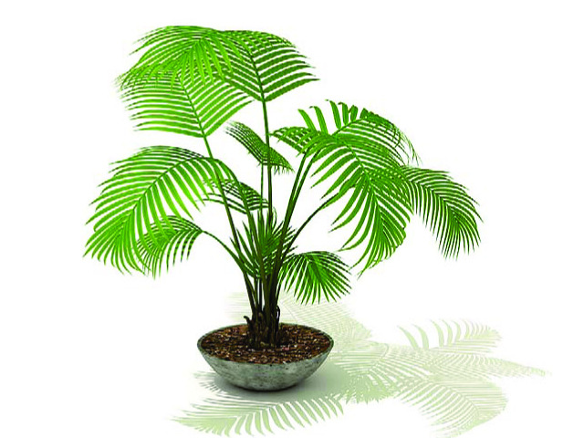 一定要學(xué)會的室內(nèi)植物擺設(shè)風(fēng)水禁忌?。?！