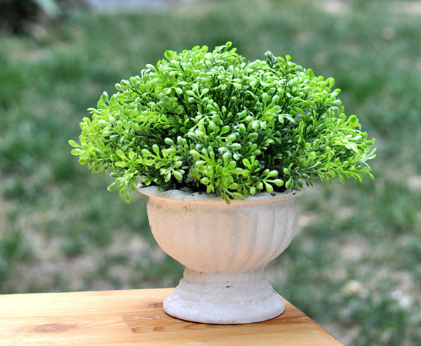 家庭植物也有風水禁忌，真是奇葩！??！