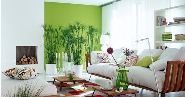 這些客廳風(fēng)水植物禁忌，你知道嗎？