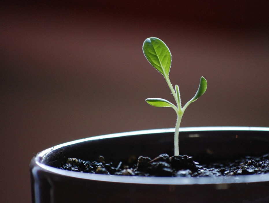 一定要知道的家居植物風(fēng)水禁忌！??！