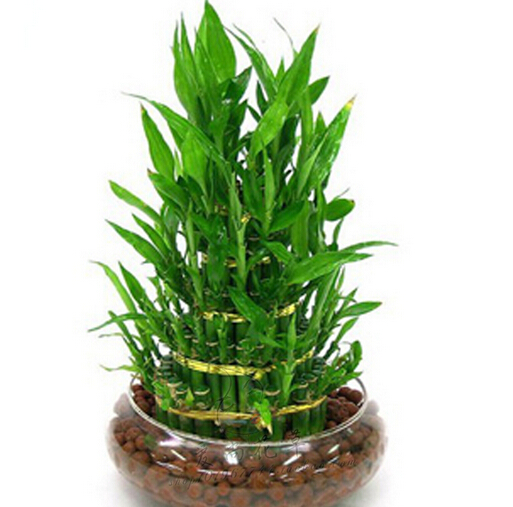 富貴竹的擺設風水禁忌，你get到了嗎？