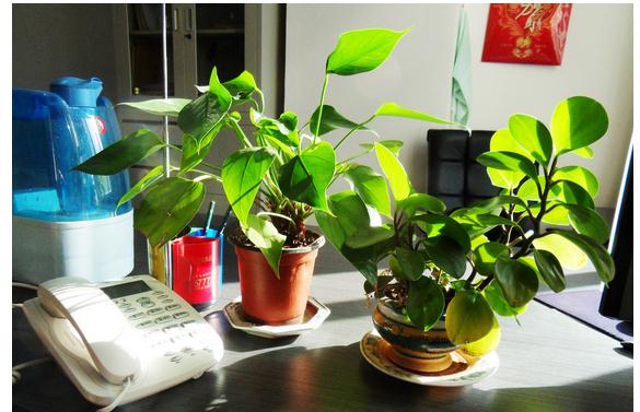 學(xué)習(xí)風(fēng)水學(xué)，辦公桌植物風(fēng)水?dāng)[設(shè)禁忌全掌握！