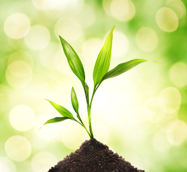 這些植物擺設(shè)風(fēng)水禁忌，一定要學(xué)會(huì)！