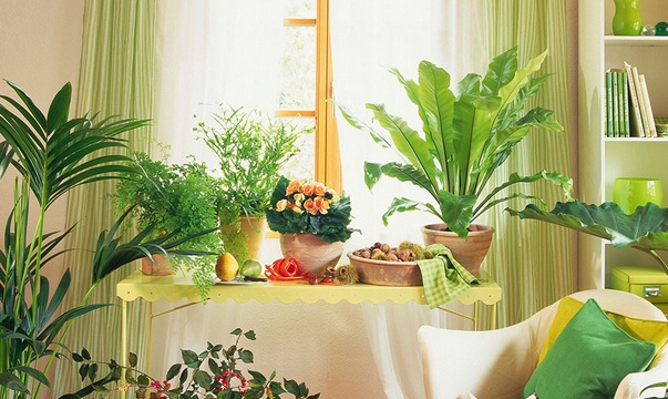 學(xué)習(xí)風(fēng)水學(xué)，臥室擺放植物風(fēng)水禁忌全知道！