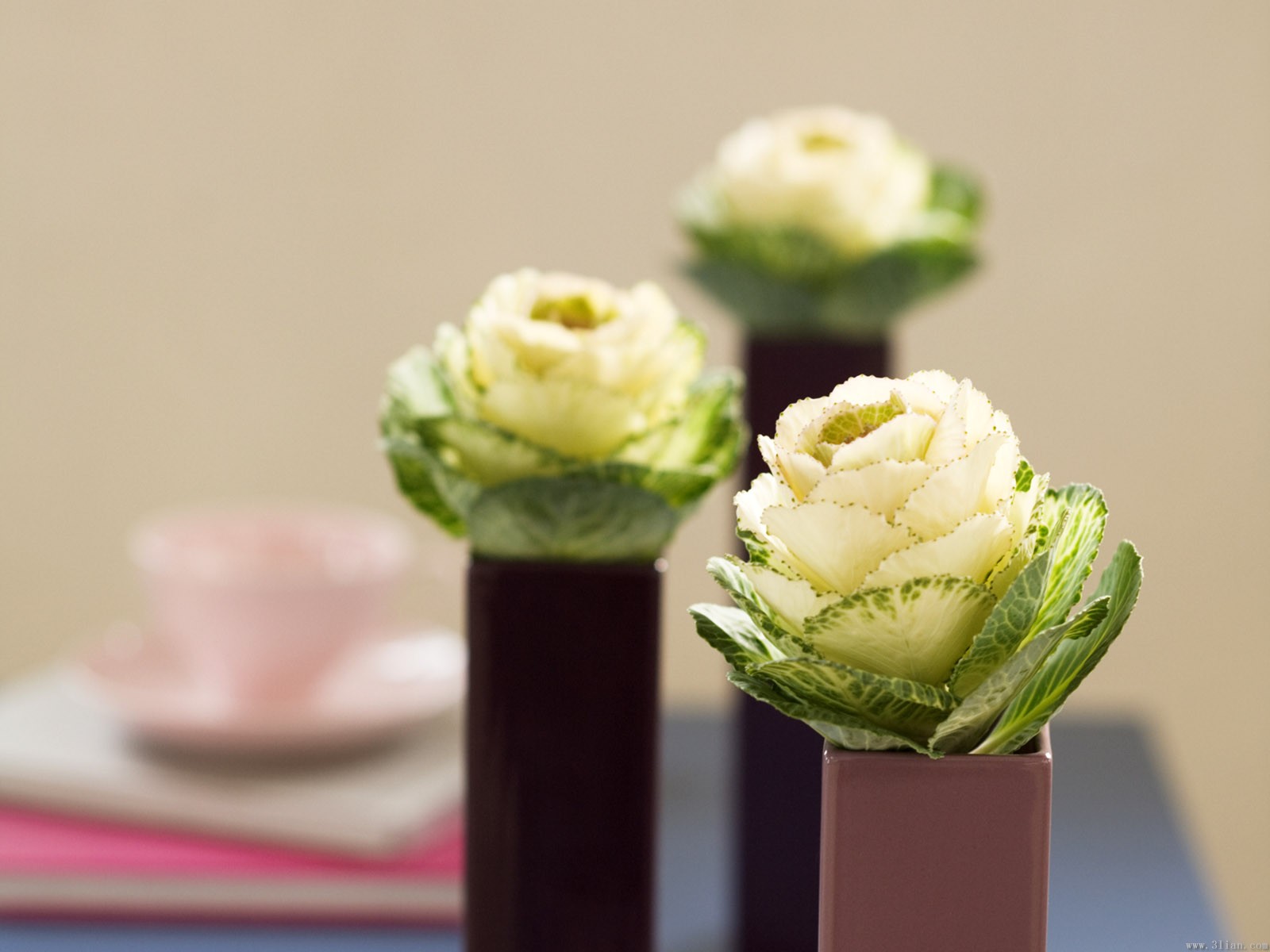 室內(nèi)植物擺設(shè)風(fēng)水禁忌，你一定要知道！