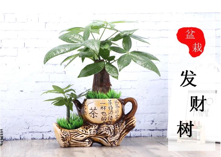 匠心啟航閱讀發(fā)財(cái)樹盆景
