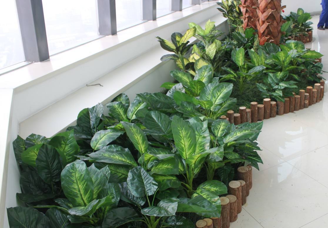 這些都是室內(nèi)植物風(fēng)水禁忌，你知道嗎？