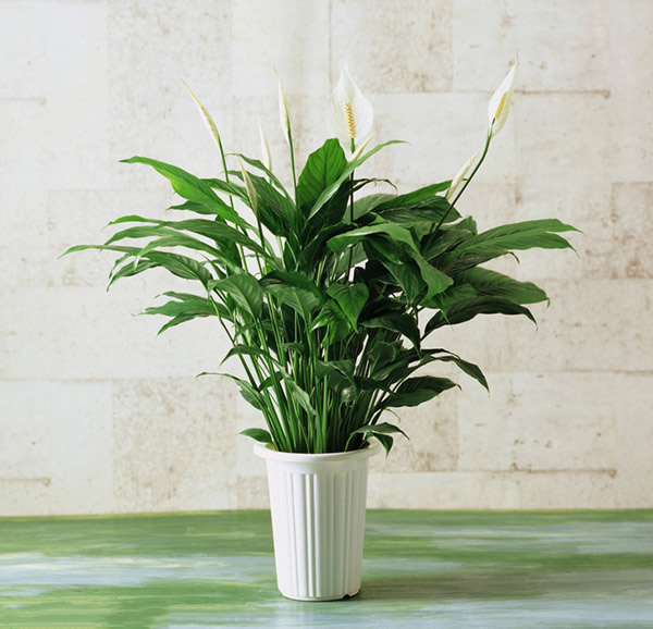 家居植物擺設(shè)風(fēng)水也有講究，快來看一看！