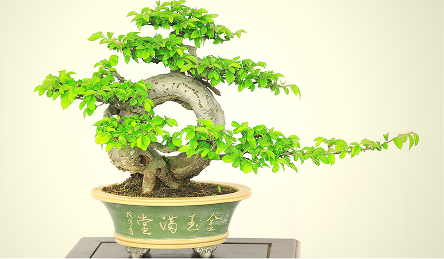 盆景作品云中旭日，榆樹小品盆景