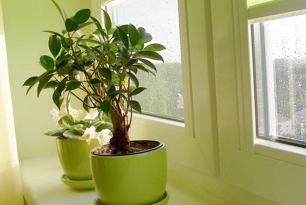 想要學(xué)風(fēng)水學(xué)嗎？家居植物風(fēng)水禁忌送給你！