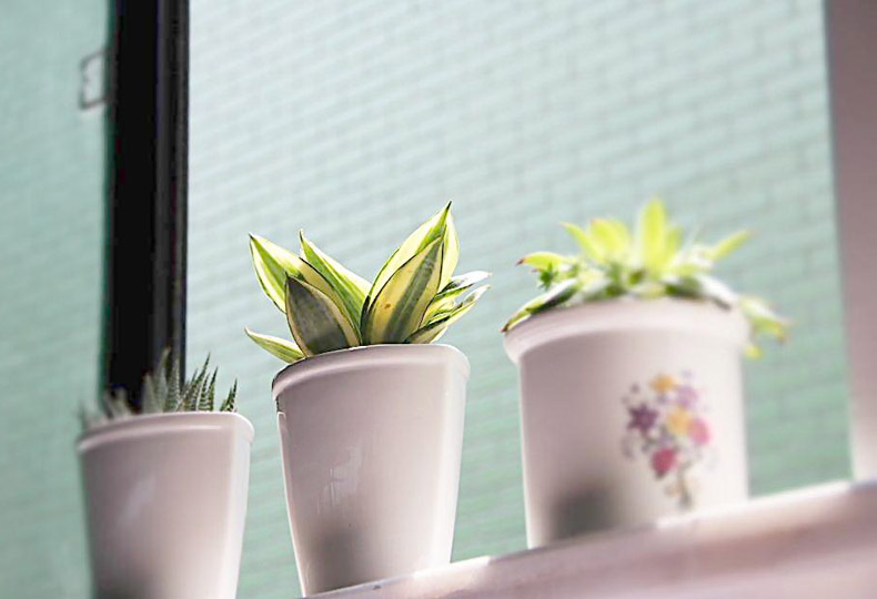 促進(jìn)夫妻關(guān)系的植物，你有沒有放在房間里？