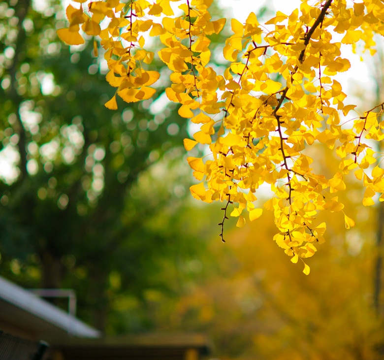 晚秋一抹耀眼金黃，唯美秋天風(fēng)景圖片！