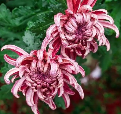 立冬時節(jié)菊繽紛，唯美菊花攝影！