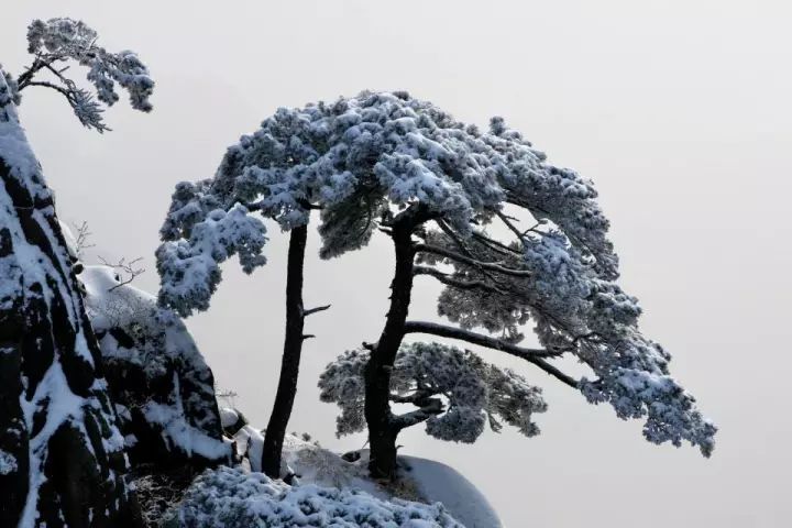 雪后黃山風景宛如人間仙境，舞一曲雪中霓裳羽